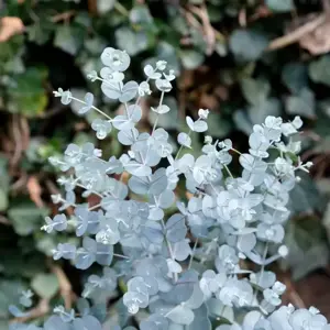 Eucalyptus 'Azura'